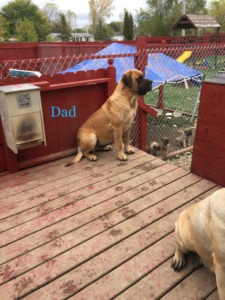 LaRoes Mastiffs