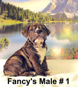 Fancy's Kennel