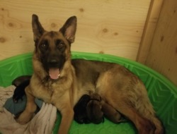 Lederman German Shepherds