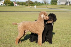 Barren Creek Hunting Poodles