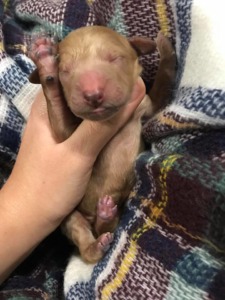 Central Illinois Labradoodles, Goldendoodles, and Standard Poodles