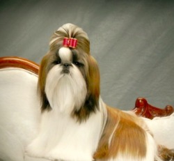 Dan Su Shih Tzu