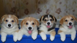 Perfect Welsh Corgie Puppies