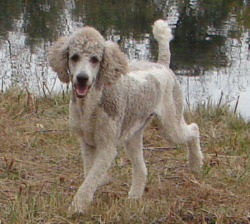 Linder Labradoodles, Bernedoodles, Standard Poodles