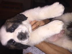 Saint Bernard Puppies for sale