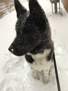 Yin Yang Akitas