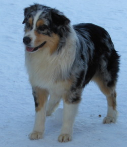 Rockin D Australian Shepherds