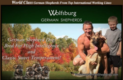 Wolfsburg German Shepherds