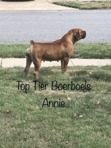 Top Tier Boerboels