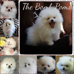 The Bomb Poms