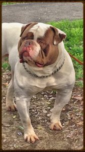 Pintos American Bulldogs