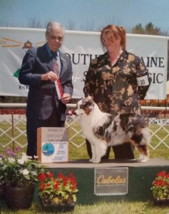 Schaefer's Mini American Shepherds