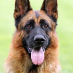 Valenzuela Show Line German Shepherds