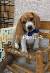 Puppies-4u