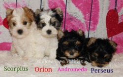 Willow Tree Yorkies