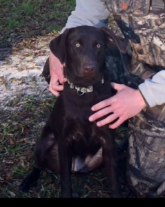 AKC Registered Choc. Lab Puppies- Champion Pedigree