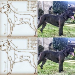 Master Mansion Cane Corso