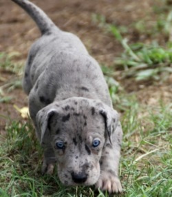 Spotted Great Dane Home