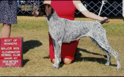 SaVee German Shorthaired Pointers