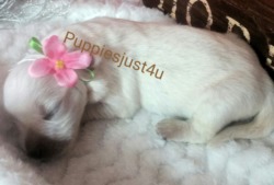 puppiesjust4u.com