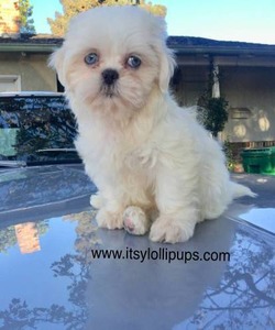 Le Itsy Lolli Pups Shoppe