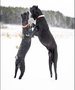 Martha's Vineyard Cane Corso