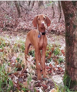 Char's Vizsla's