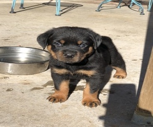 Mckoy’s  Rottweilers