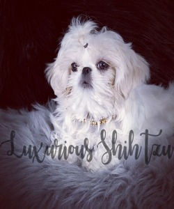 Luxurious Shih tzu