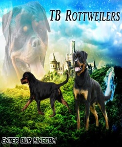 TB Rottweilers