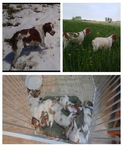 Tupa's Clover Leaf Farm