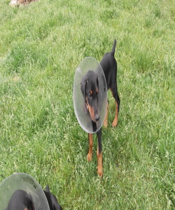 Clover Meadows Farm Dobermans