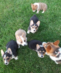 Smith Corgis