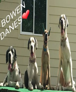 Bowen Danes