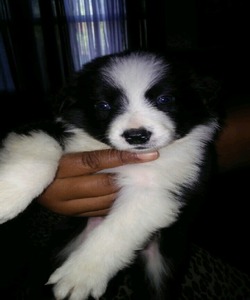 Nells Border Collies