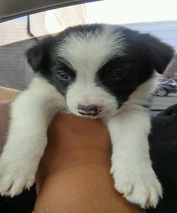 Nells Border Collies