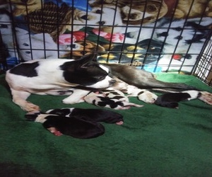 Heavenly Paws Country Kennels Champion Show Boston Terriers