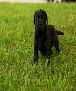 Luchies Labradors