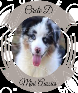 Circle D Mini Aussies