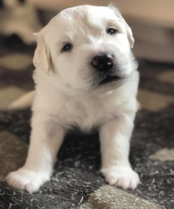 FRH  Great Pyrenees