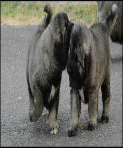 caucasos galicia