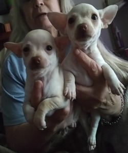 My Chihuahua Babies