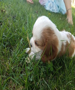 Massey's King Charles Cavaliers