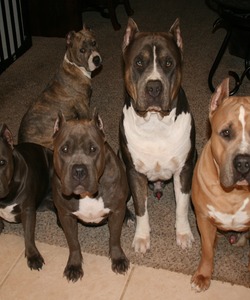 D&D Royal Blue XL bully kennel