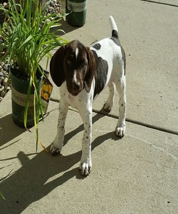 R&R Shorthairs