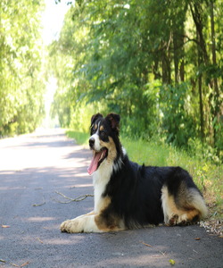 Monarch Australian Shepherds