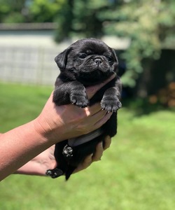 AKC Pug Puppies