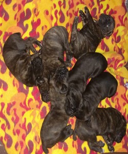 Toro Cane Corso