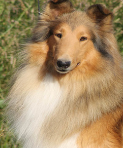 Farrow's Country Collies