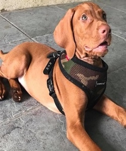 Vizslas